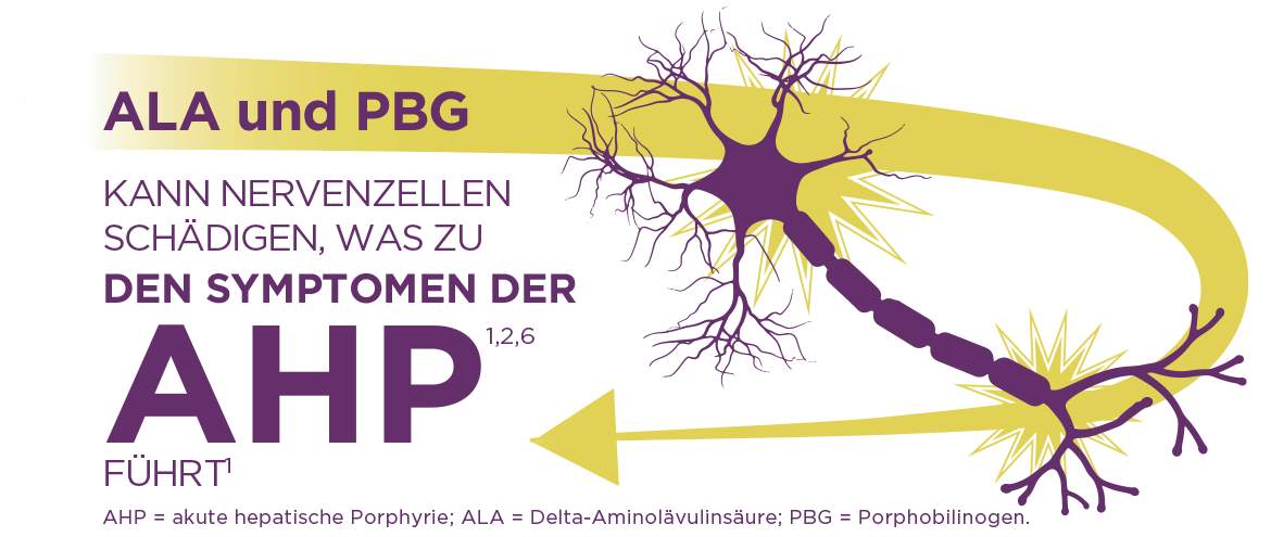 AHP wird durch Enzymdefekte verursacht, die zur Anreicherung neurotoxischer Zwischenprodukte in der Leber führen