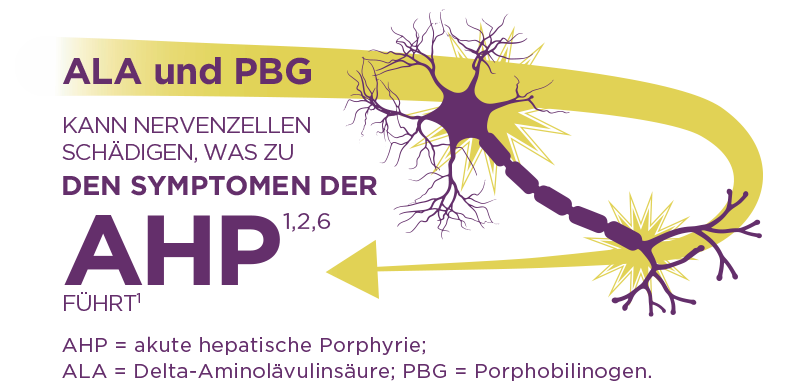 AHP wird durch Enzymdefekte verursacht, die zur Anreicherung neurotoxischer Zwischenprodukte in der Leber führen